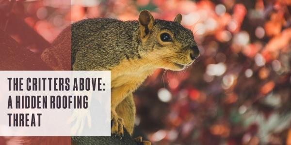 The critters above: A hidden roofing threat
